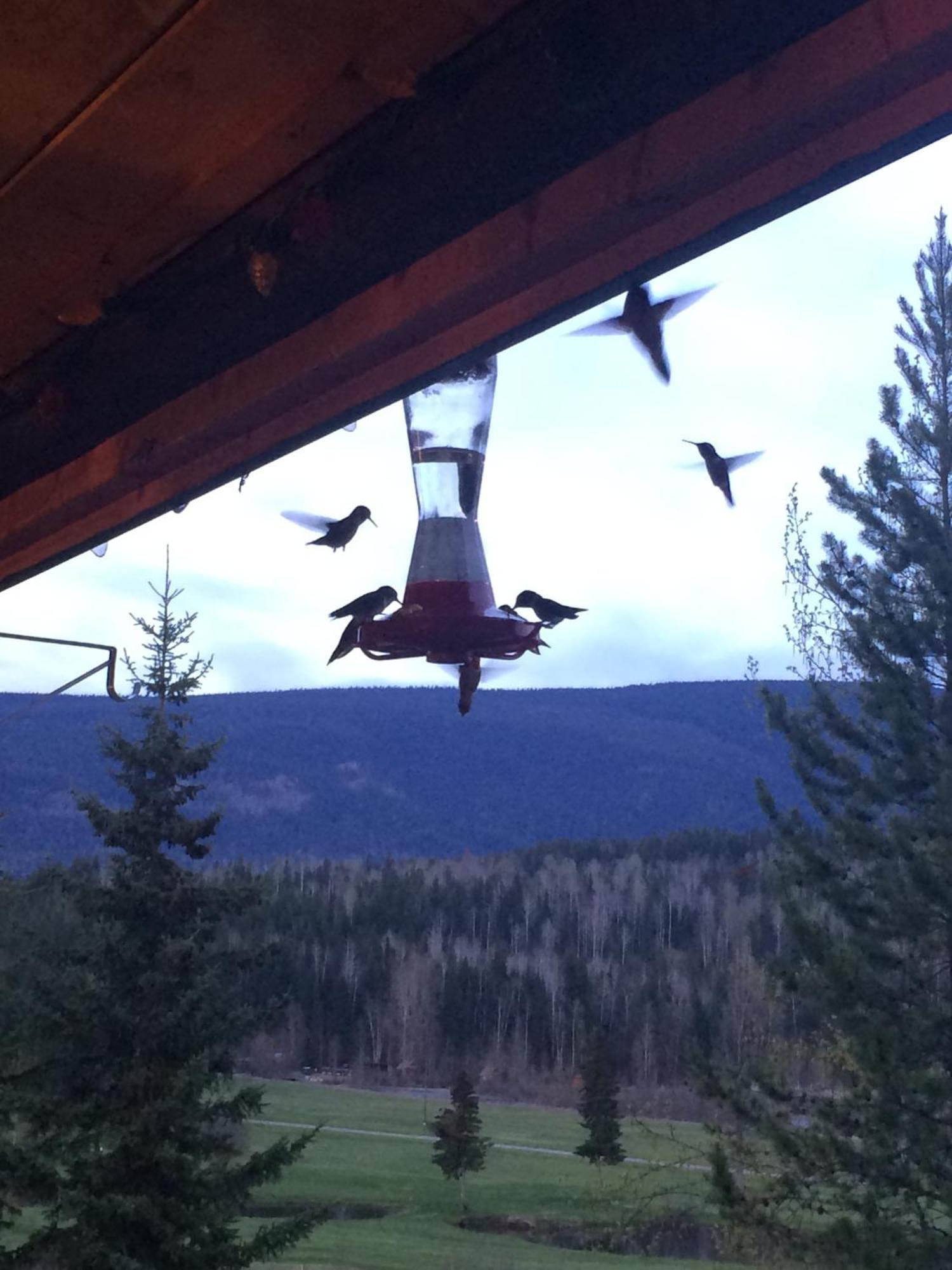 Helmcken Falls Lodge Cabin Rooms And Rv Park Клируотер Экстерьер фото